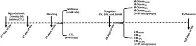 The Vagus Nerve and Spleen: Influence on White Adipose Mass and Histology of Obese and Non-obese Rats